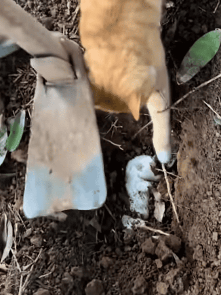 Dog digging in dirt for potty or exploration.