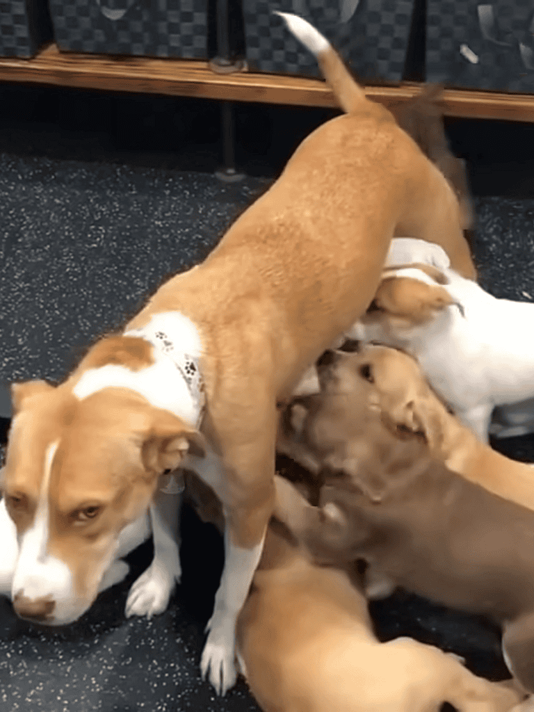 Adorable puppies feeding on their mother dog at a dog daycare.