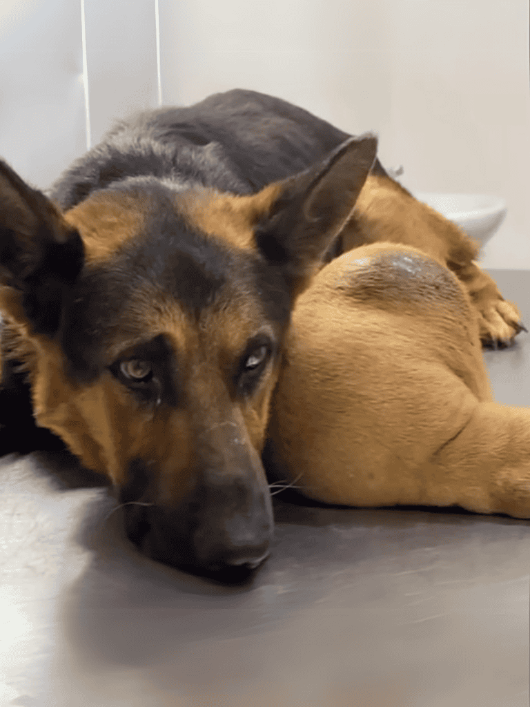 Dog lying down, resting comfortably, and looking at the camera.