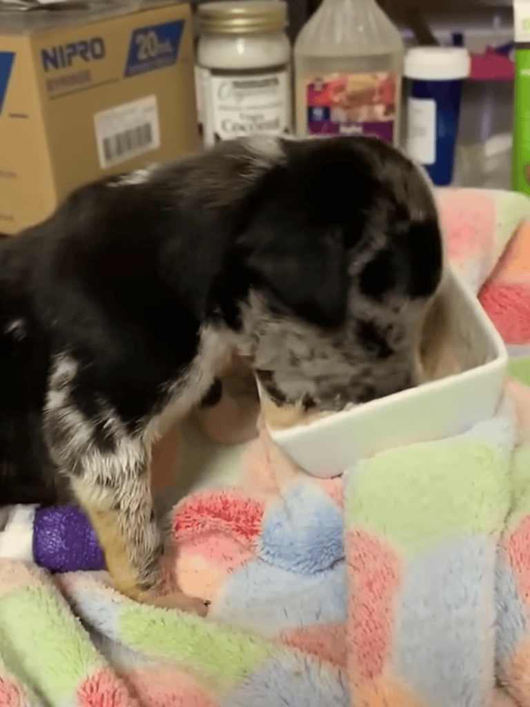 Adorable puppy enjoying a meal at veterinary clinic, showcasing health and care.