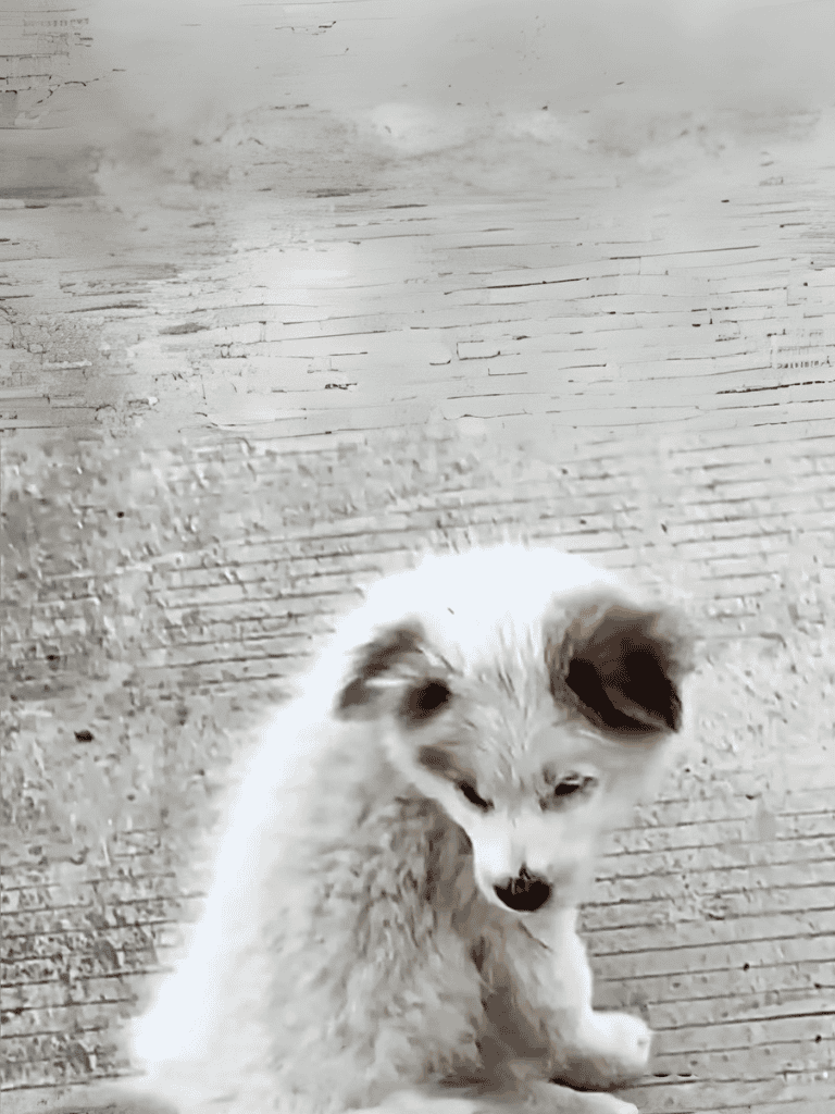 Cute puppy sitting on wooden floor, adorable small dog with fluffy fur and expressive eyes.