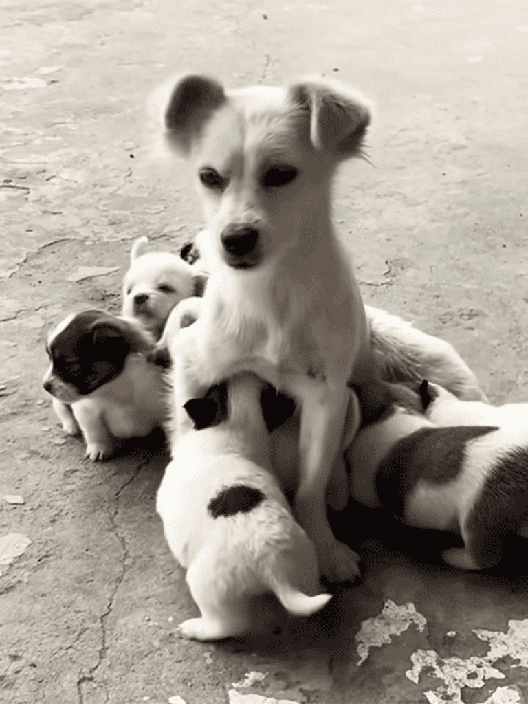 Dogfix.com, puppy, puppies nursing, playful, outdoor, dog care, pet puppies, shelter dog, young dog.