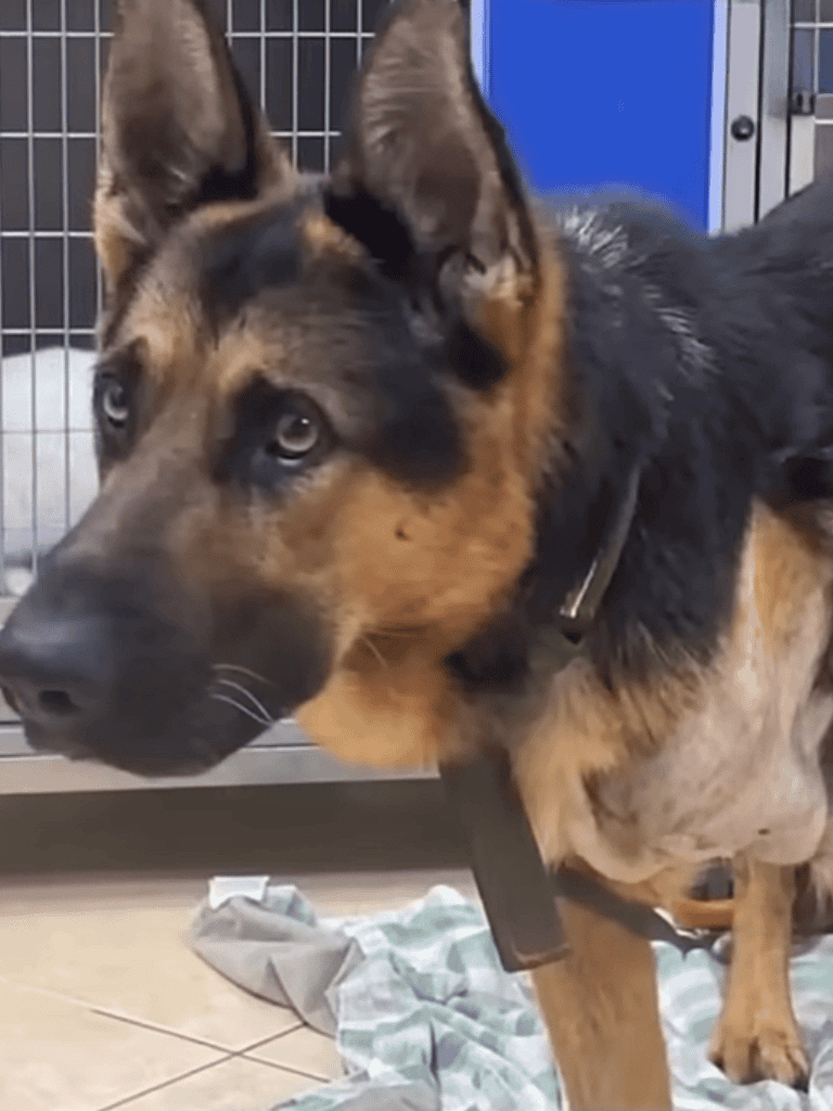 Dog rescue and adoption services for shelter dogs.