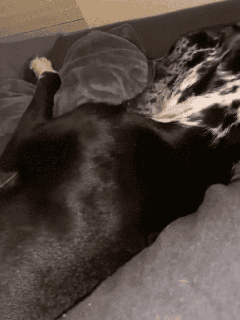 Dog sleeping peacefully with a blanket and stuffed toy.