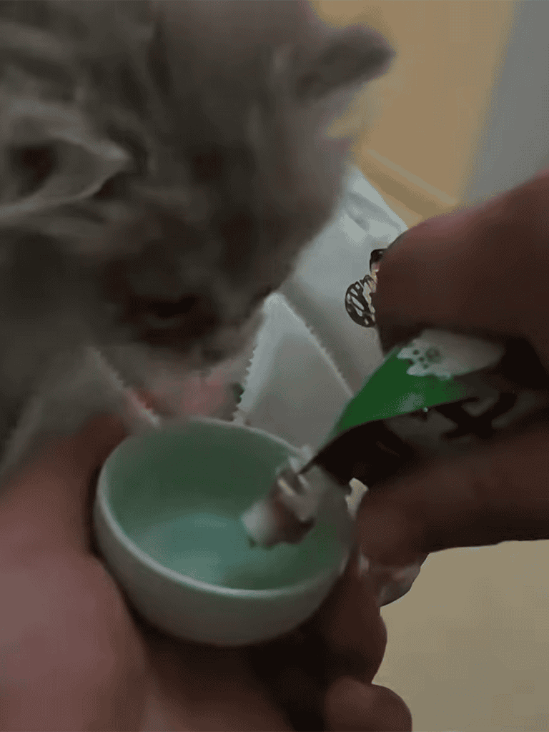 Close-up of kitten being fed a treat from a green bowl, highlighting pet care and feeding.