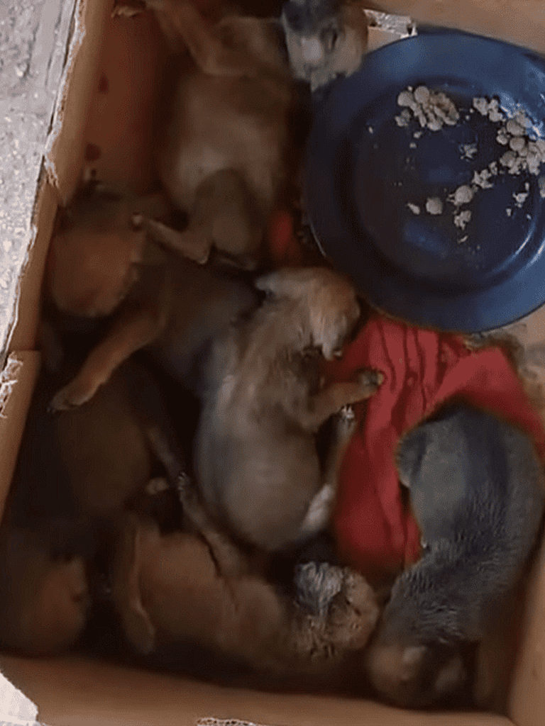 Adorable puppies cuddling inside a box with food and blanket for comfort.