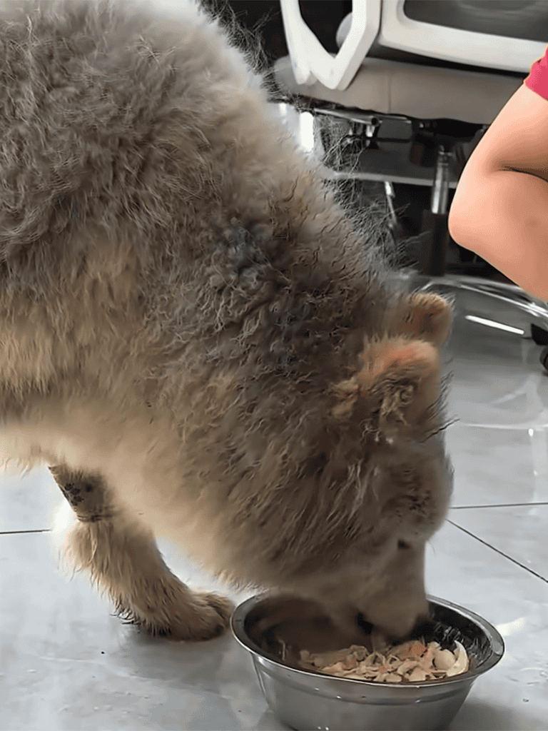 Siberian Husky dog eating food from metal bowl indoors.