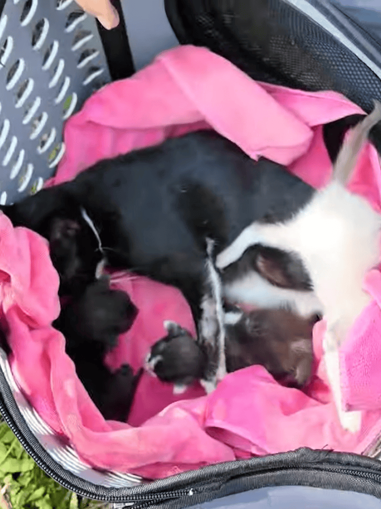 Cute puppies cuddling in a travel bag, perfect for pet safety and comfort during transport.