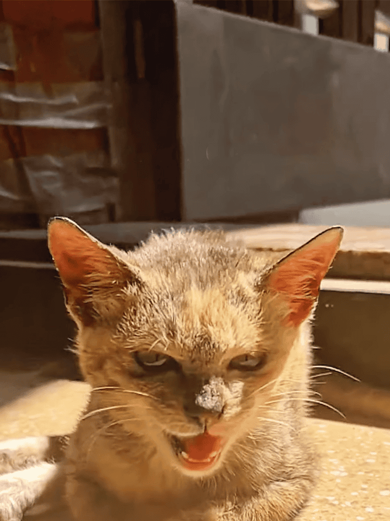 Adorable cat with nose dust, sunlit outdoor setting, expressive eyes, and playful mood.