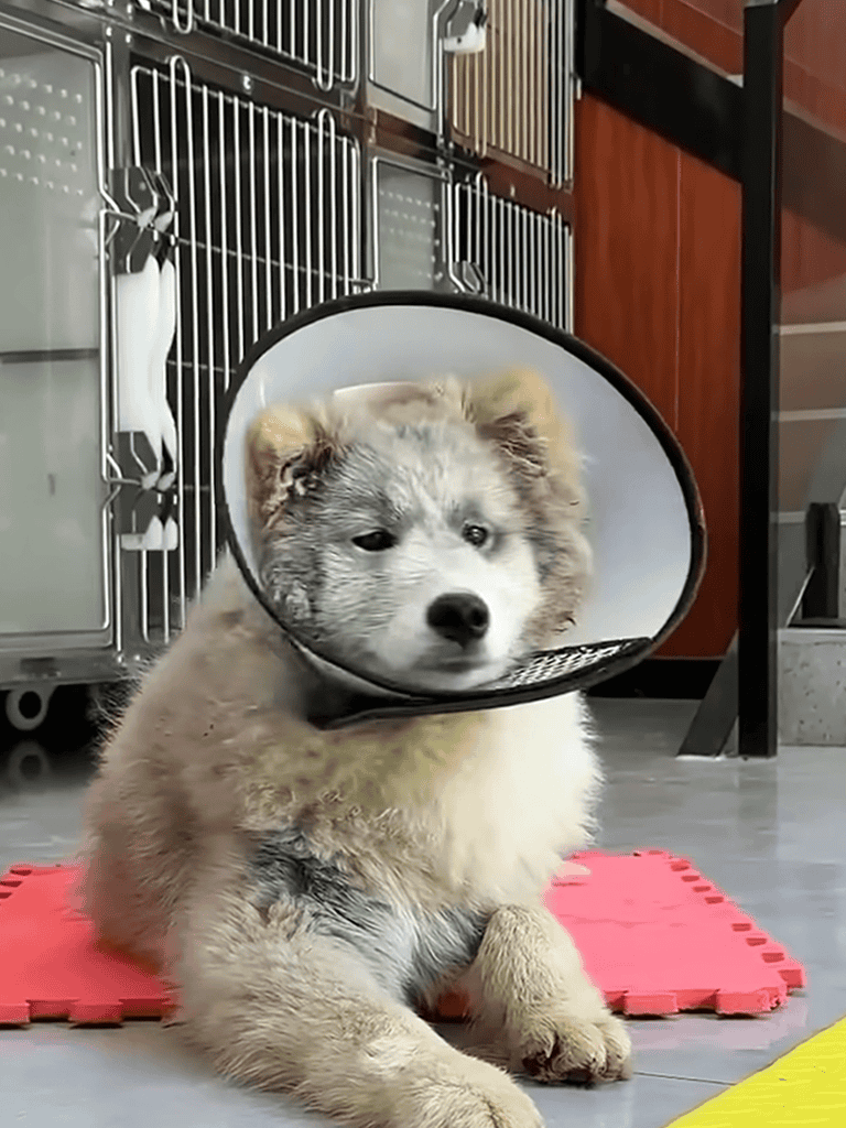 Adorable husky puppy wearing a cone collar, resting on a puzzle mat in a vet clinic.