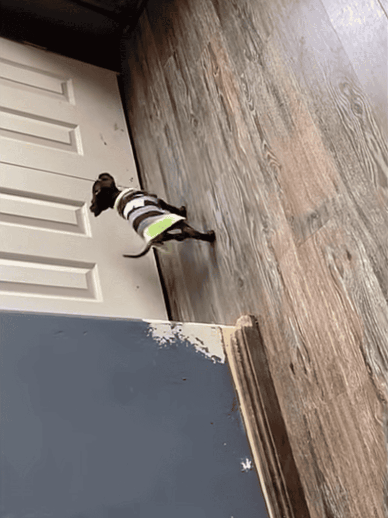 Adorable puppy in a striped sweater trying to open the door handle.