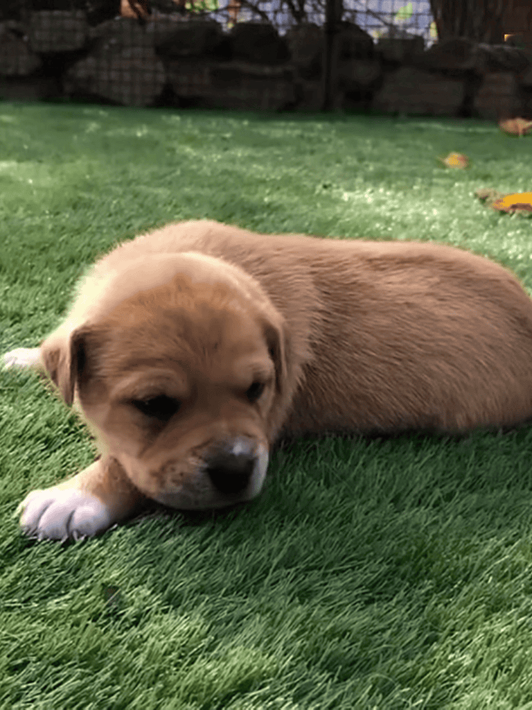 Adorable beige puppy lying on green grass, relaxing outdoors.