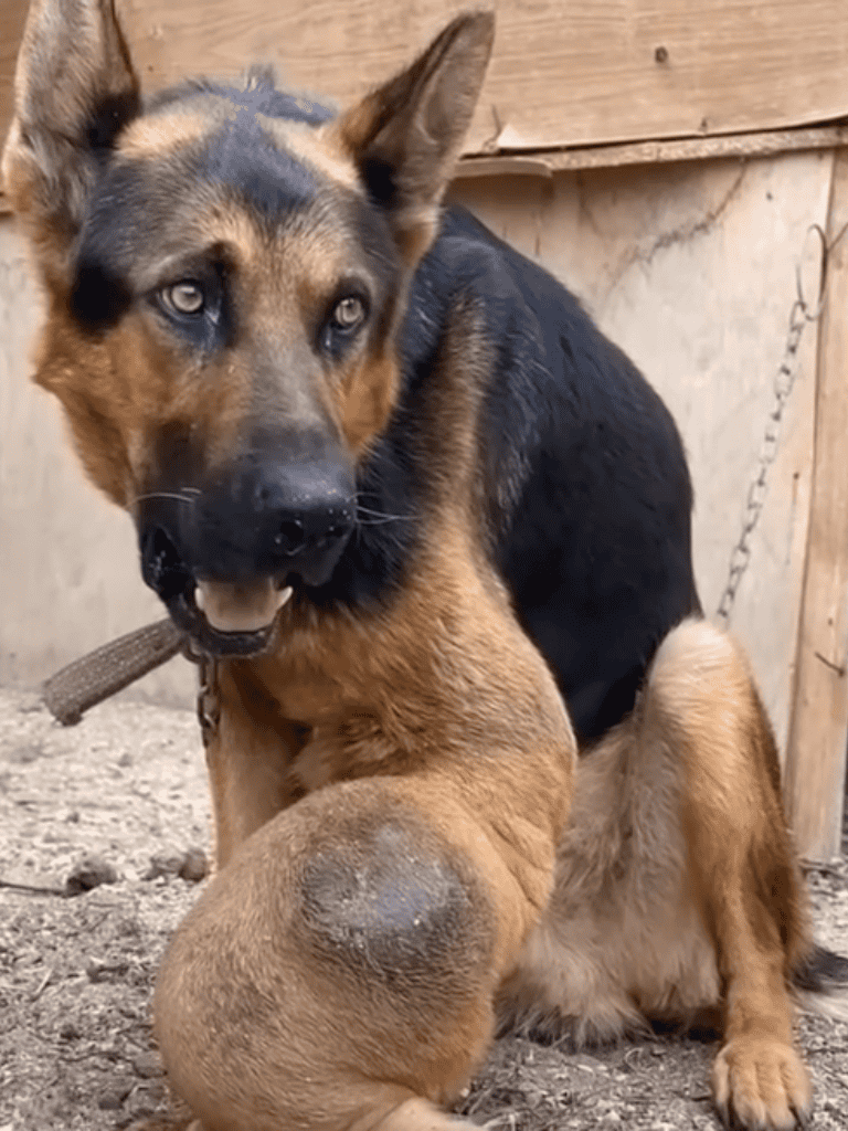 Adopt and care for your German Shepherd puppy with expert dog training and pet tips from Dogfix.com.