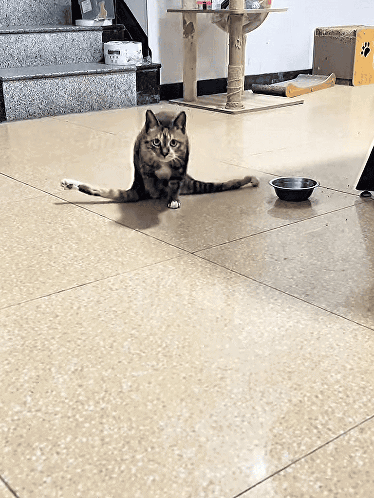 Adorable tabby cat stretching on tiled floor with food bowl, perfect for cat lovers and pet care SEO.