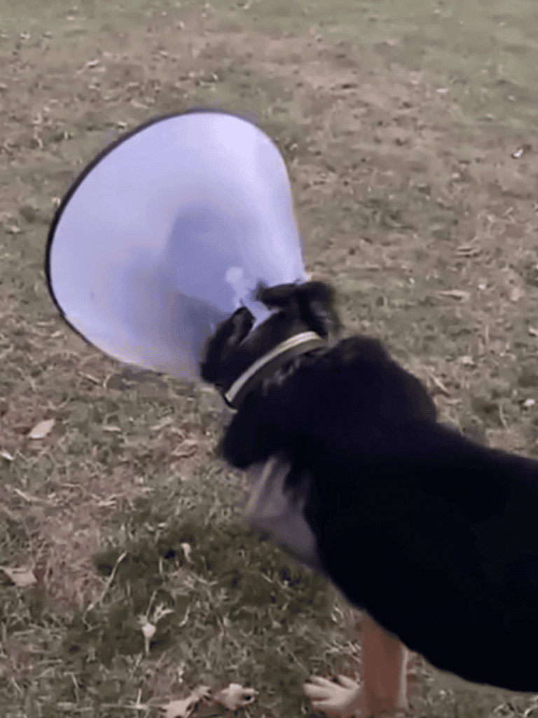 Dog with cone collar, playing outside, emphasizing pet health and injury recovery.