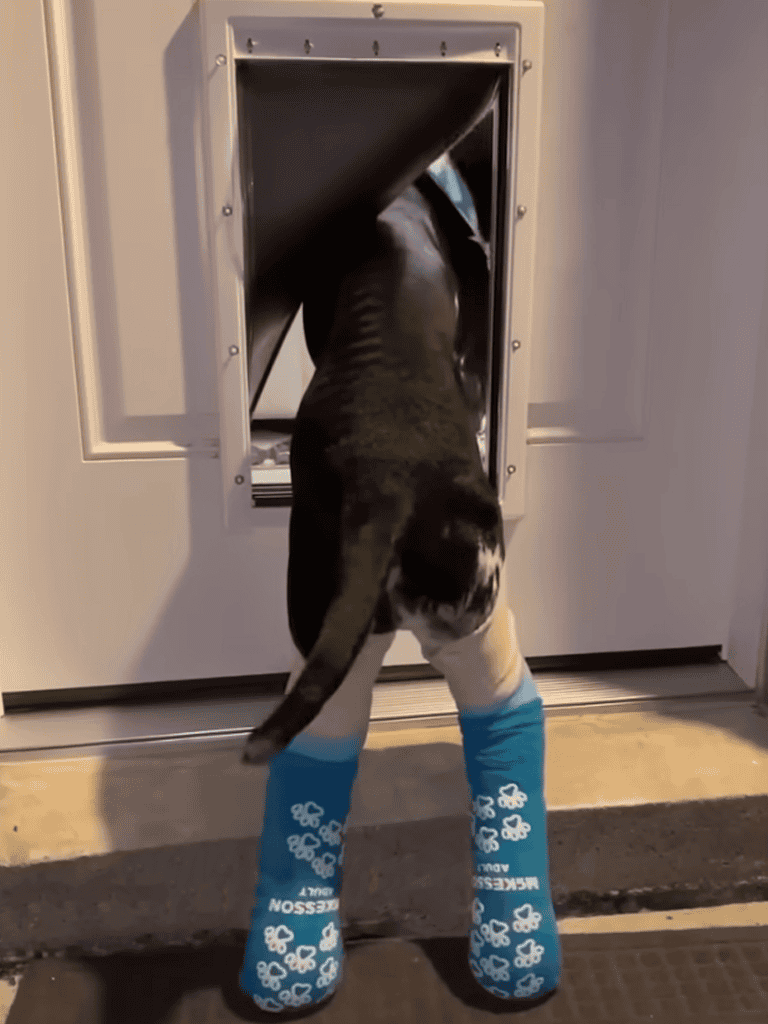 Cute dog with blue paw print socks exploring pet door, showing fun pet accessories and canine curiosity.