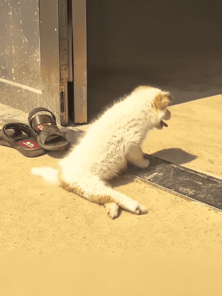 Cute puppy scratching door in sunny outdoor patio.