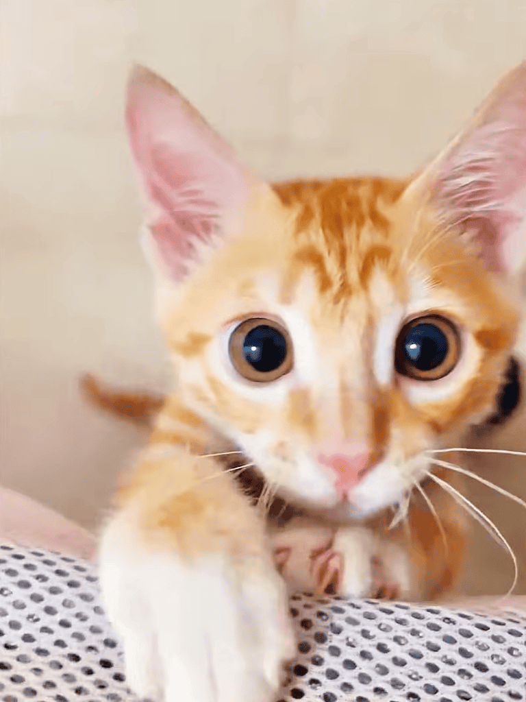 Adorable orange tabby kitten with striking big eyes and curious expression, perfect for pet lovers.