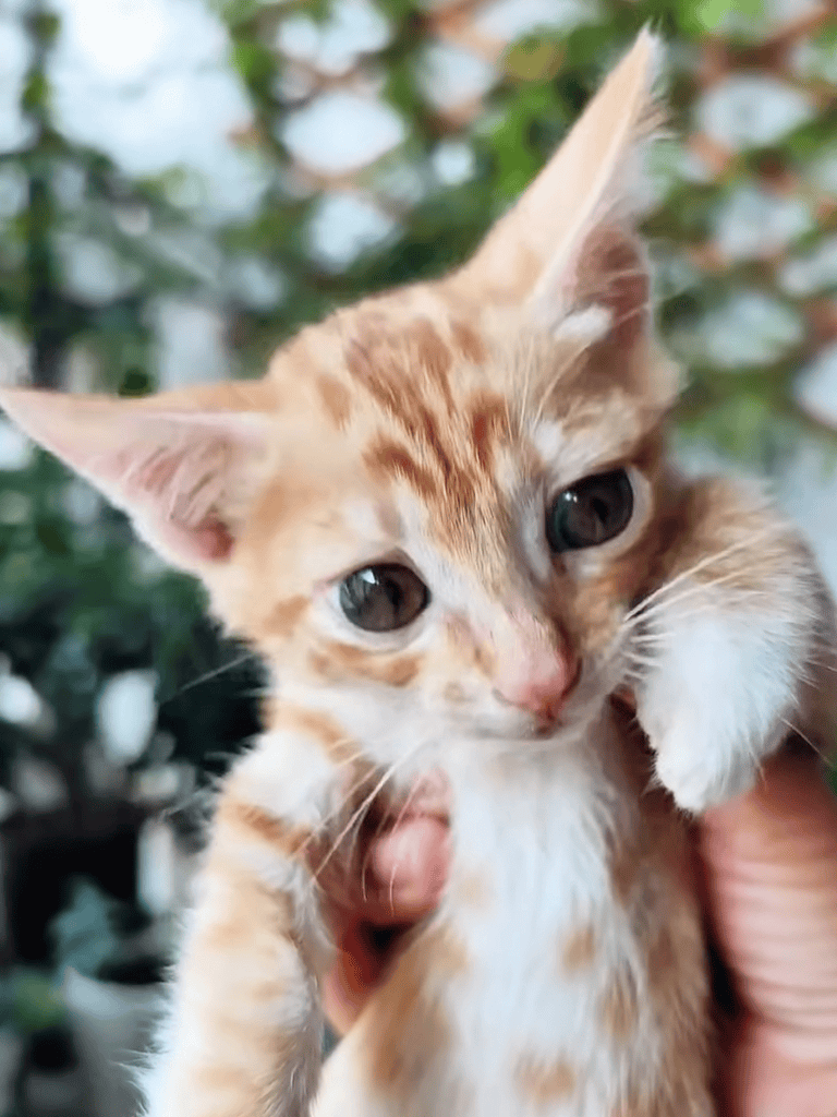 Adorable orange tabby kitten, perfect for adoption and loving homes.