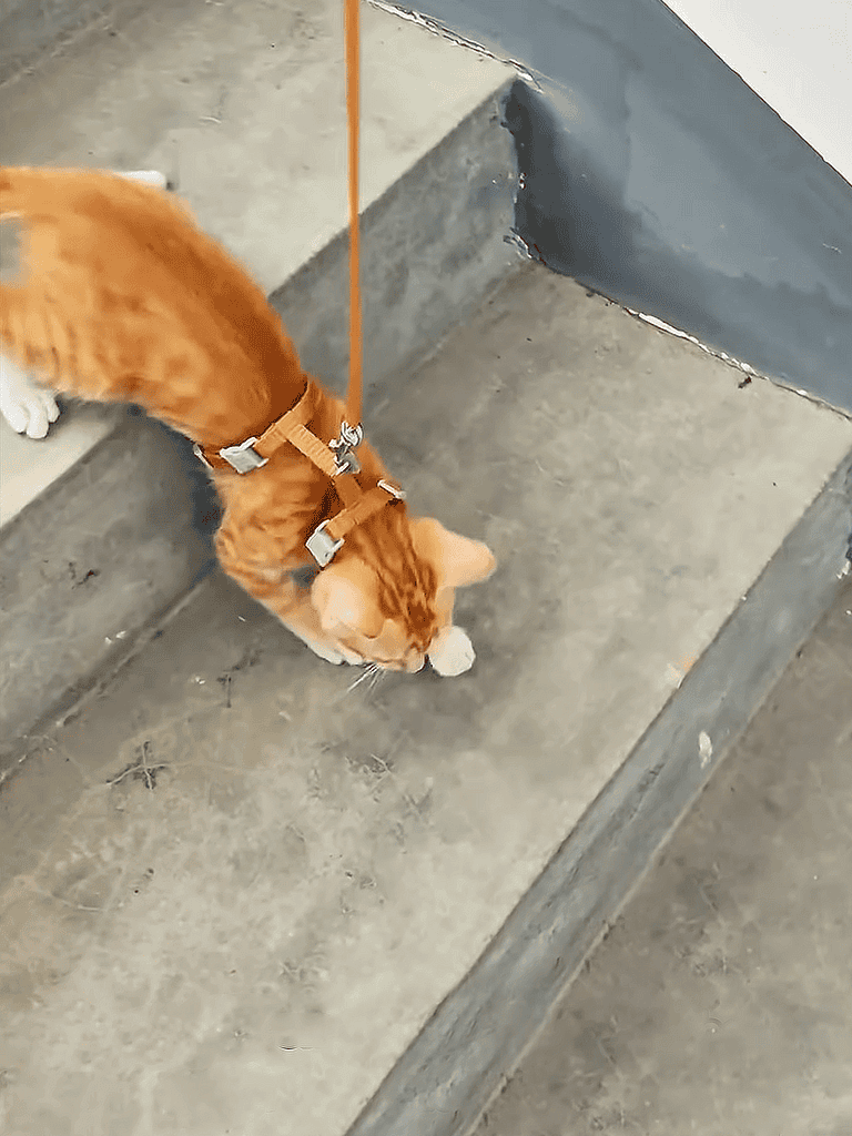 Dog walk, outdoor pet activity, harness, stairs, curious dog.