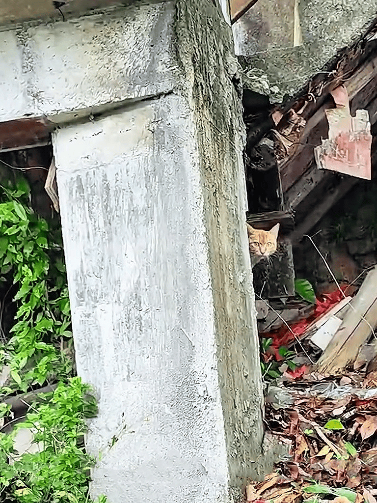 A curious orange cat hiding behind weathered wood and debris outdoors.