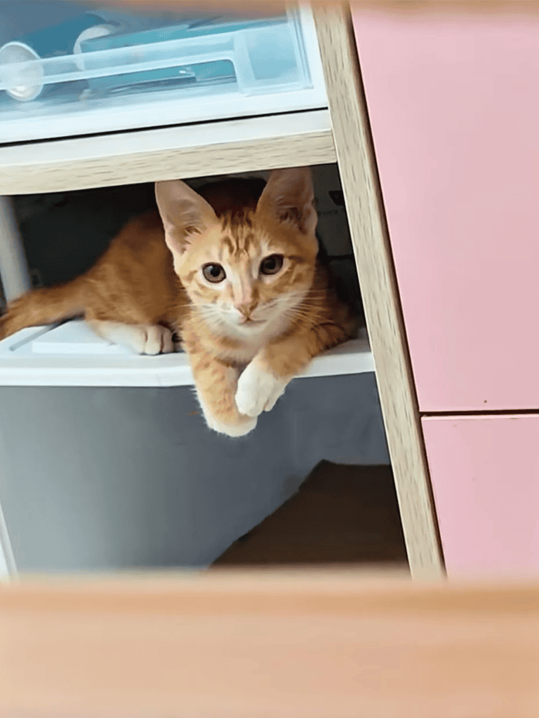 Cute orange tabby cat relaxing under a desk. Perfect for pet lovers and cat owners.