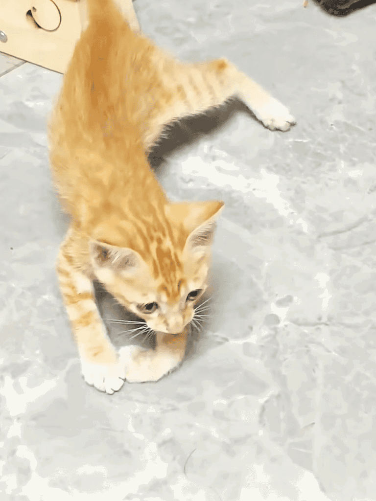 Adorable orange tabby cat playing on concrete floor, showcasing pet entertainment and companionship.