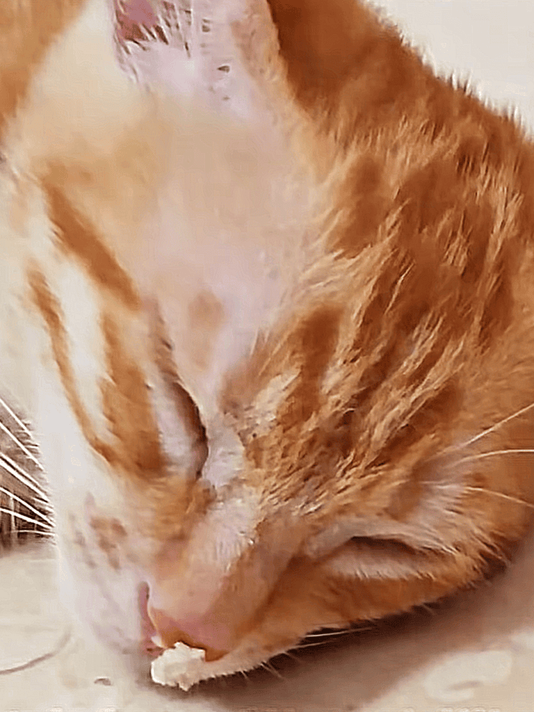 Close-up of a ginger cat sleeping with eyes closed, showing soft fur and gentle expression.