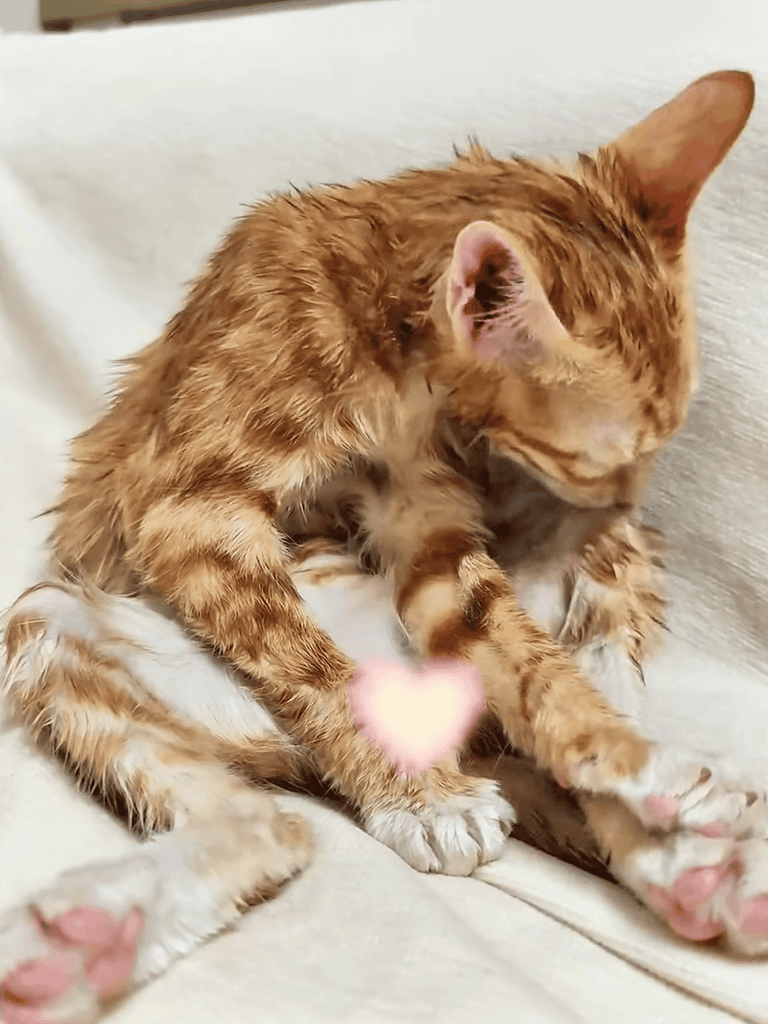 Cute ginger kitten grooming, showing pet grooming and adorable feline behavior.