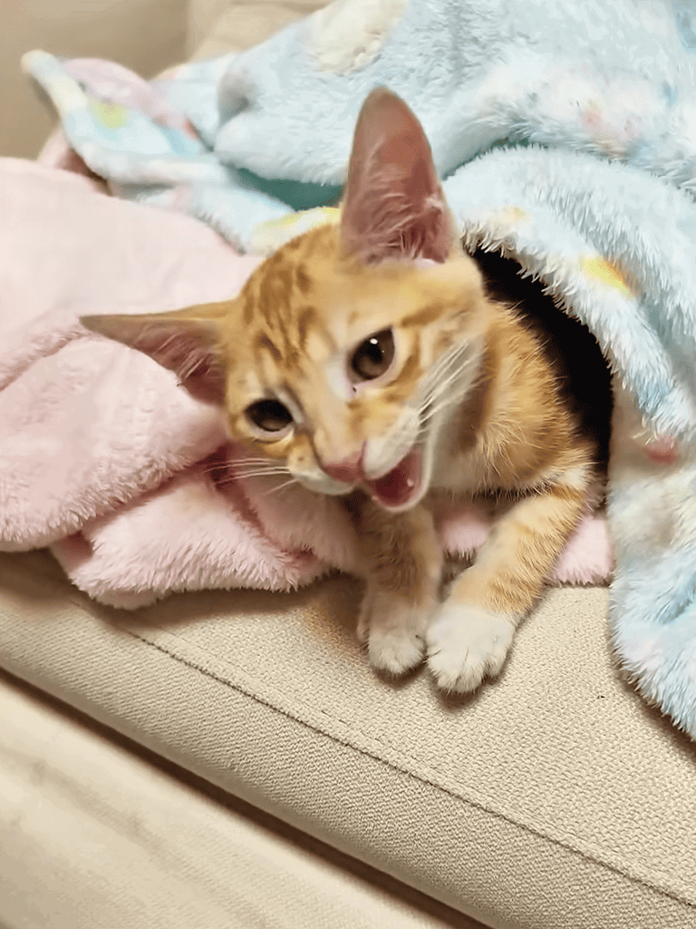 Kitten peeking from blanket, cozy and adorable, perfect for pet care and animal comfort articles.
