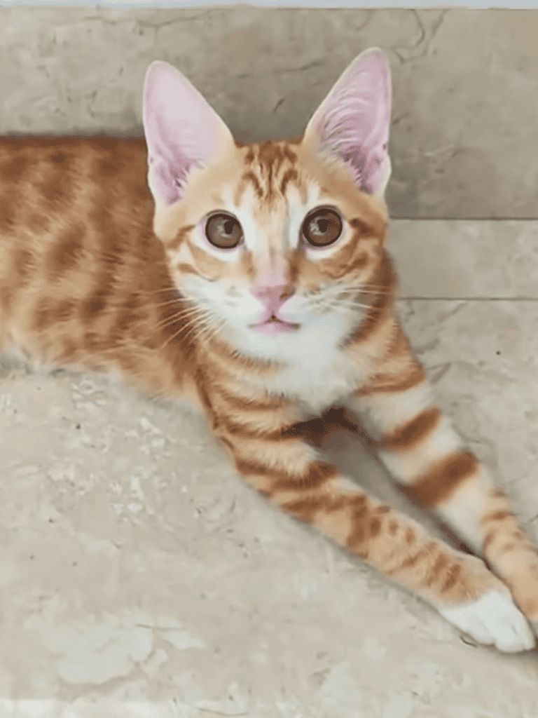 Adorable orange tabby kitten resting on a neutral floor, a cute and playful cat, perfect for pet lovers and feline enthusiasts.