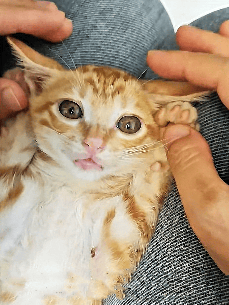 Gentle handling of an adorable young cat during veterinary exam or health check-up.