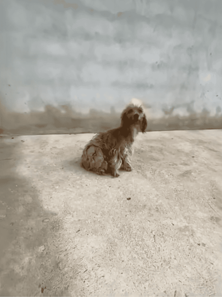 Small brown puppy sitting on concrete floor.
