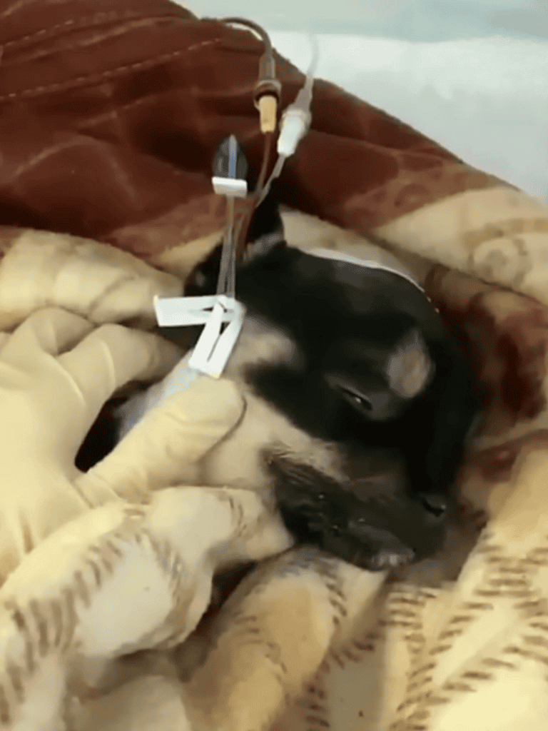 Dog receiving IV fluids for dehydration and recovery.
