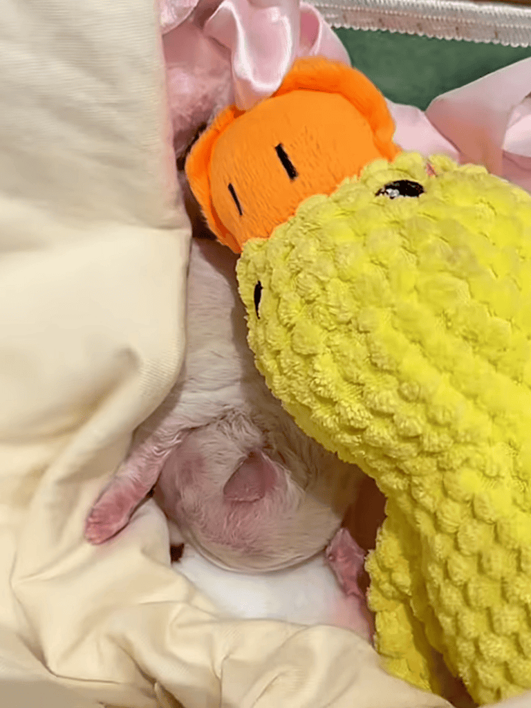 Adorable puppy nestled among soft, colorful plush toys, showcasing a cozy and playful scene.