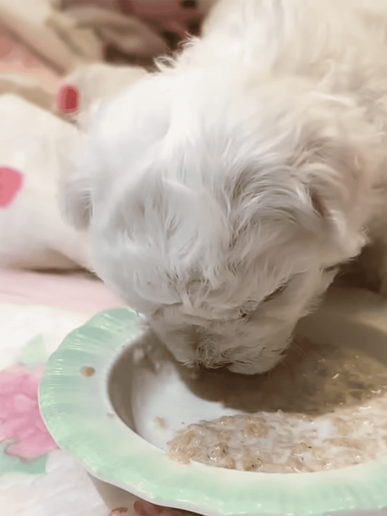 Adorable white puppy eating from a bowl, showcasing puppy feeding and care.