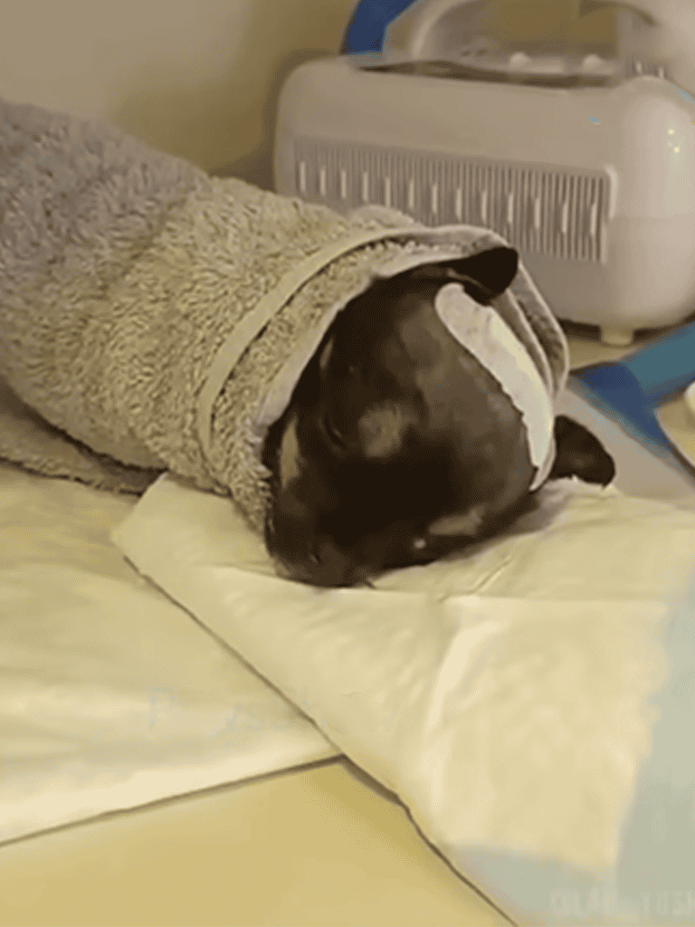 Adorable dog wrapped in cozy towel, peacefully sleeping on soft surface.