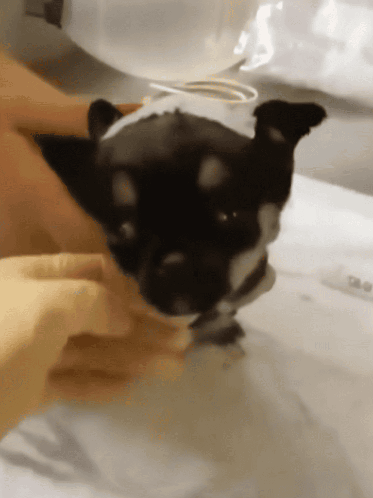 Adorable Boston Terrier puppy with black and white fur being cuddled, highlighting love for small dog breeds.