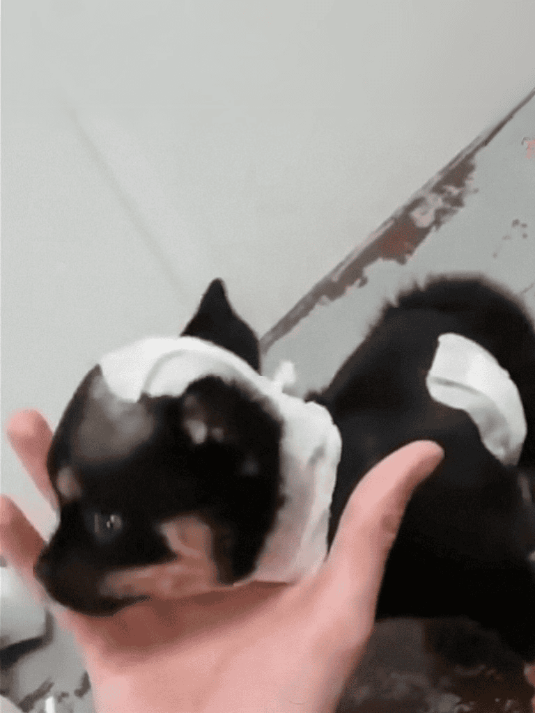 Adorable black and white puppy being cuddled.