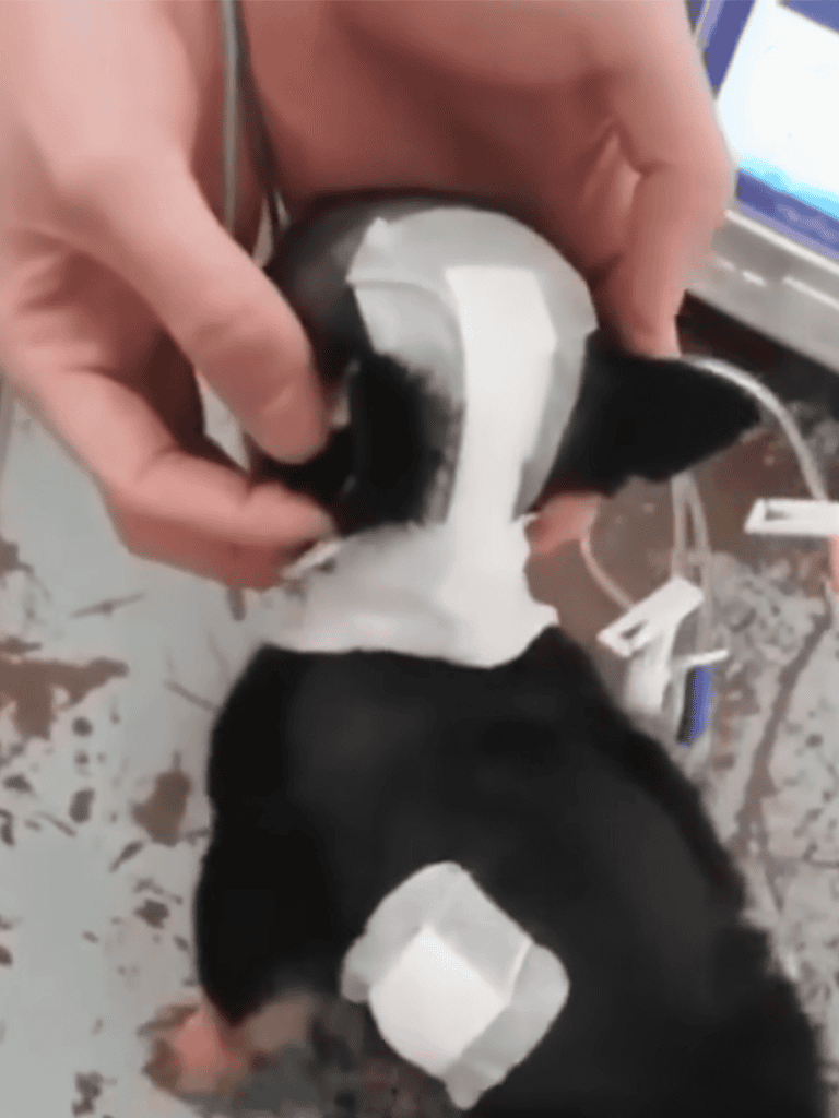 Dog alternative treatments at home.