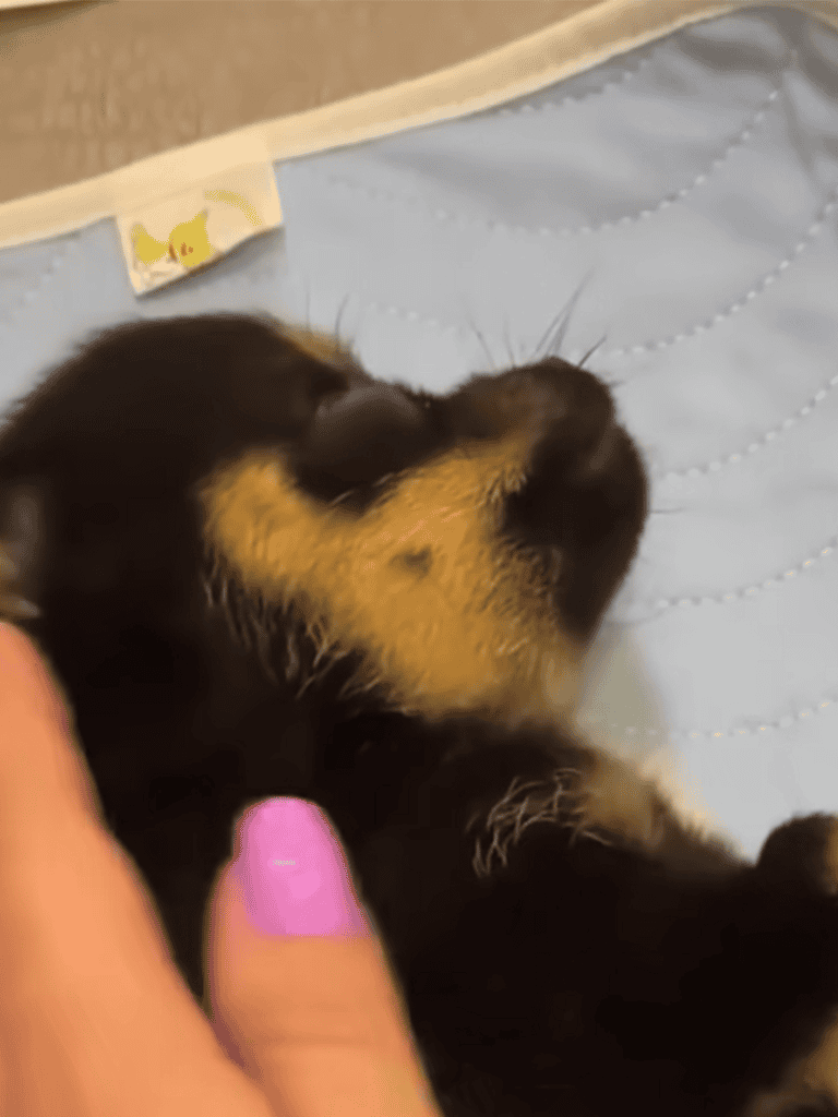 Adorable newborn puppy peacefully sleeping on a bed, showcasing the cuteness of young puppies.