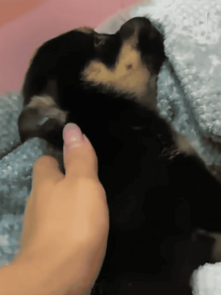 Adorable puppy gently held by hand on cozy blanket. Perfect for dog care and puppy adoption content.