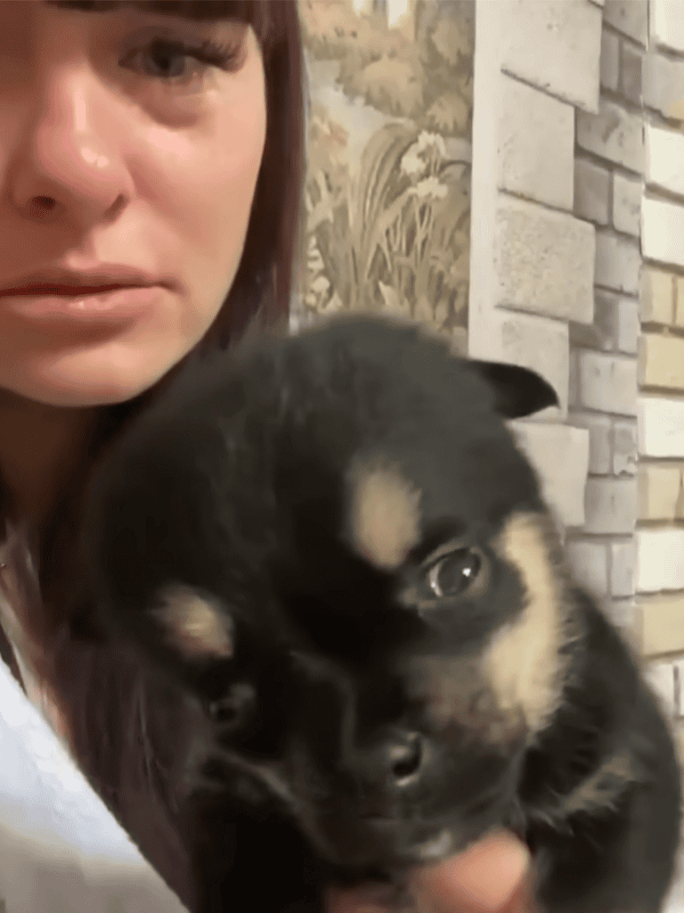 Cute black and tan puppy with a loving owner, cozy indoor setting, showing companionship.