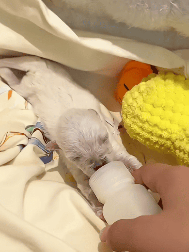 Adorable newborn puppy being bottle-fed, surrounded by colorful toys and soft blankets for comfort.