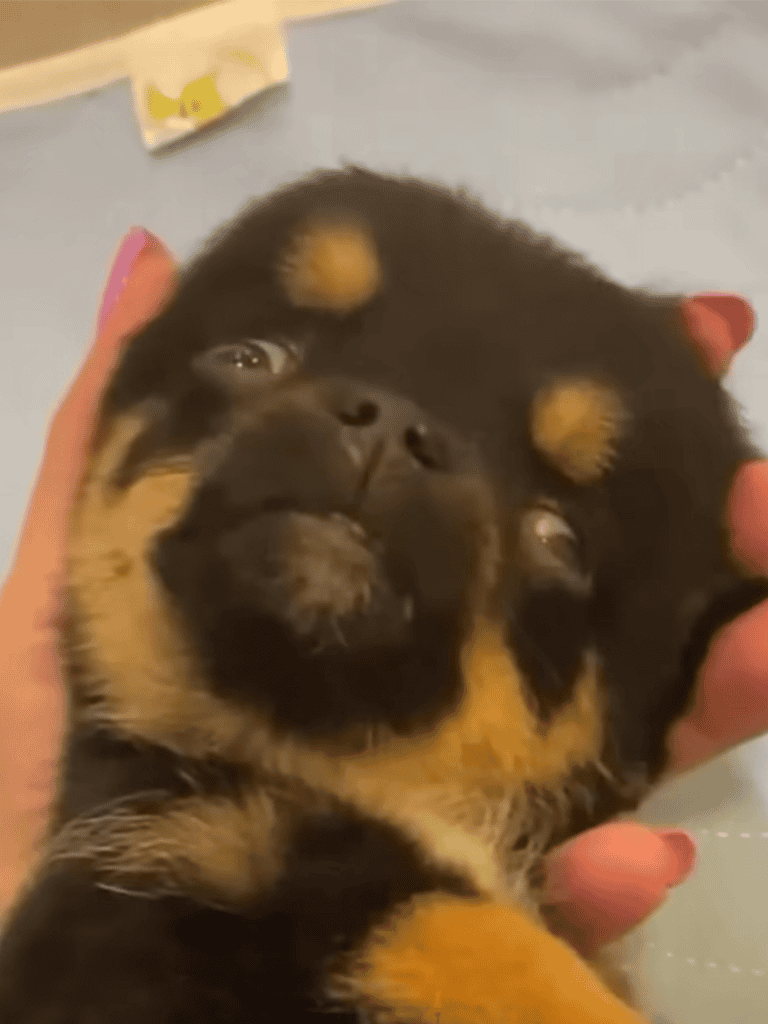 Adorable puppy being gently held, showcasing dog grooming services and puppy care.