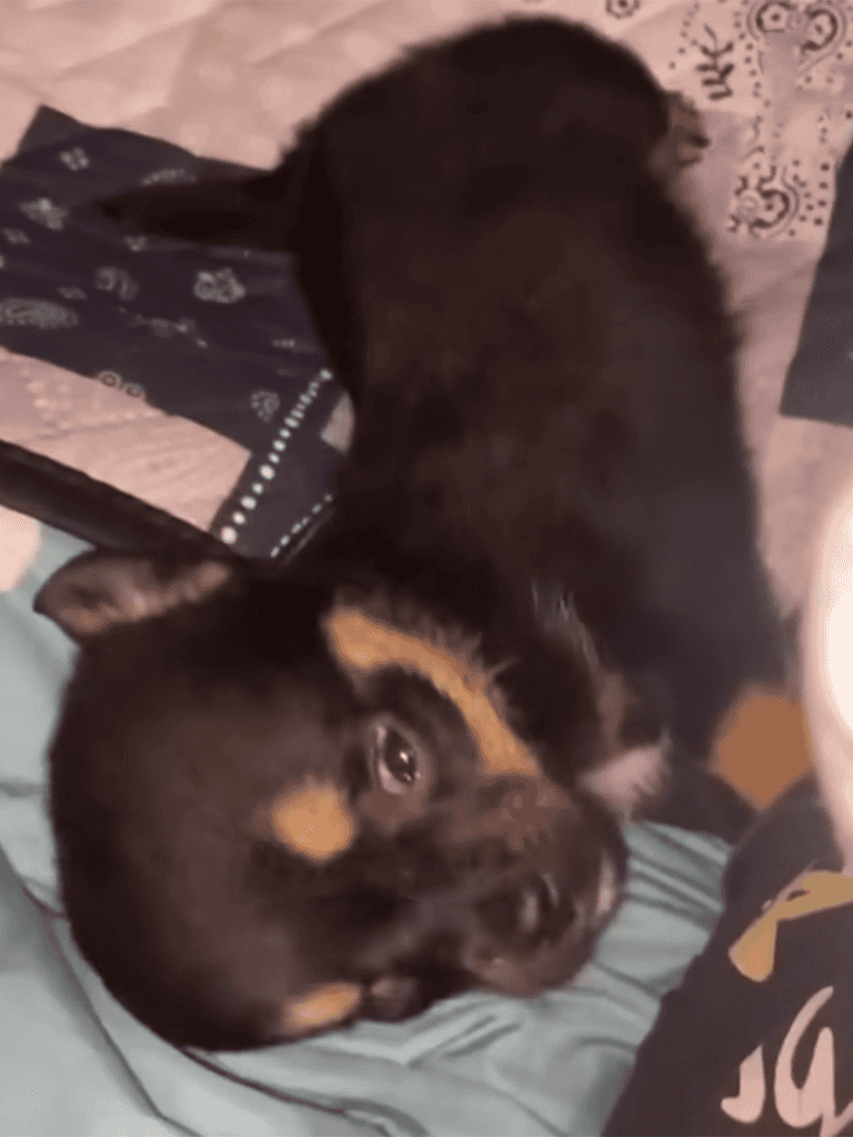 Adorable puppy lying down, relaxing on a soft surface.