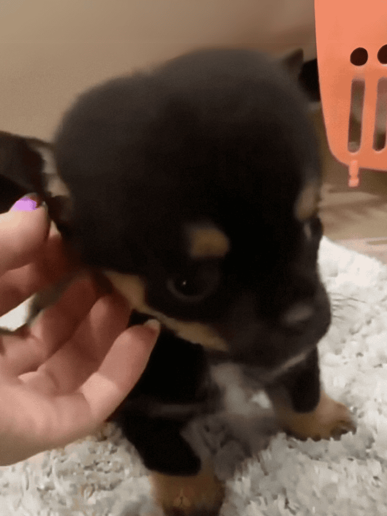 Adorable black and tan puppy being gently petted on the head by a person.