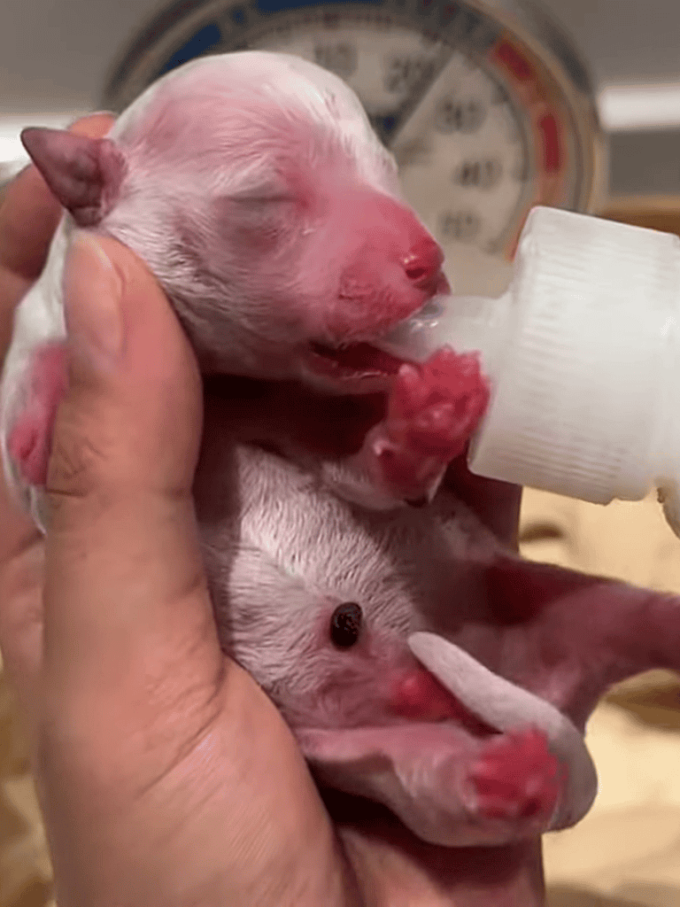 Adorable tiny puppy being fed with a bottle, showing early puppy feeding care and neonatal life.