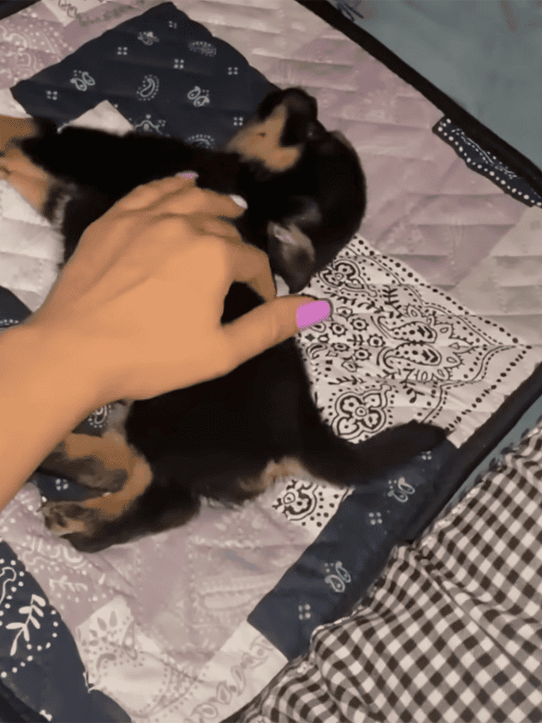 Adorable puppy cuddling with person's hand on bed.