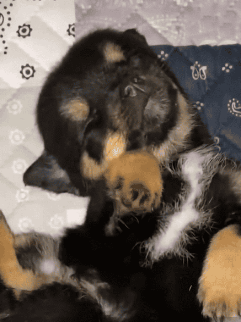 Adorable puppy and kitten snuggling together, showcasing companionship and comfort.